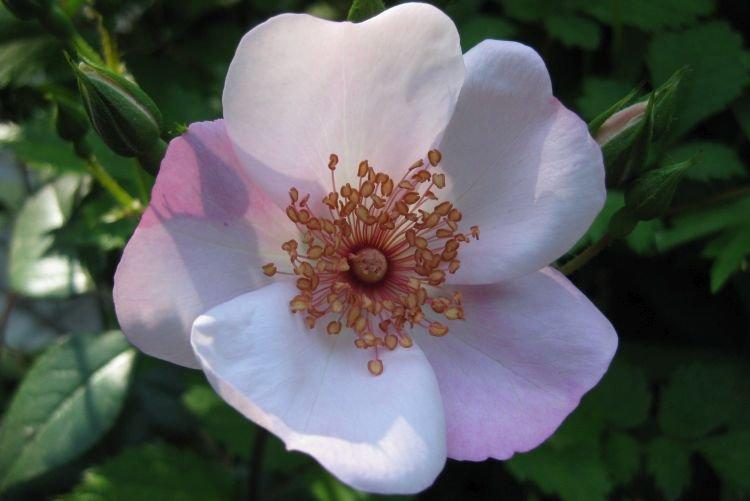 Ruža Floribunda Astronomia - najlepšie odrody pre moskovský región Ruža Floribunda Astronomia - najlepšie odrody pre moskovský región