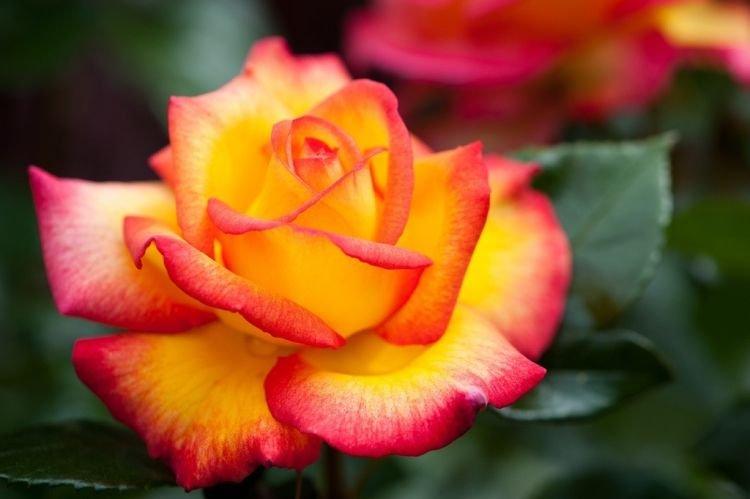 Ruža Floribunda Rose Sheilas Parfum - najlepšie odrody pre moskovský región Ruža Floribunda Rose Sheilas Parfum - najlepšie odrody pre moskovský región