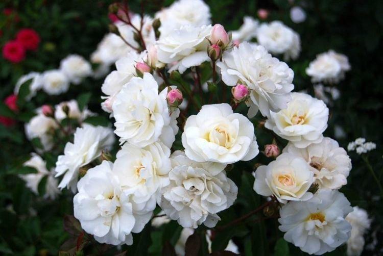 Ruža Floribunda Schneewittchen - najlepšie odrody pre moskovský región Ruža Floribunda Schneewittchen - najlepšie odrody pre moskovský región