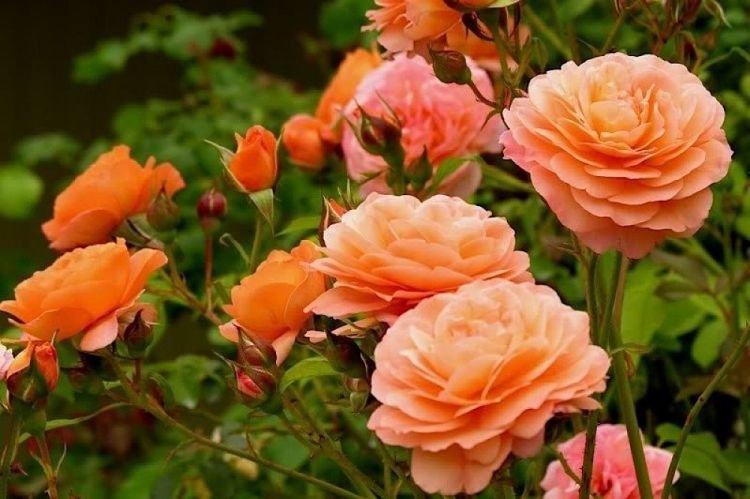 Ruža Floribunda Lady of Shalott - najlepšie odrody pre moskovský región Ruža Floribunda Lady of Shalott - najlepšie odrody pre moskovský región