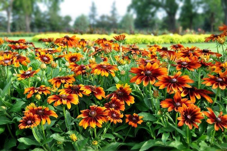 Všeobecné informácie - Rudbeckia Všeobecné informácie - Rudbeckia
