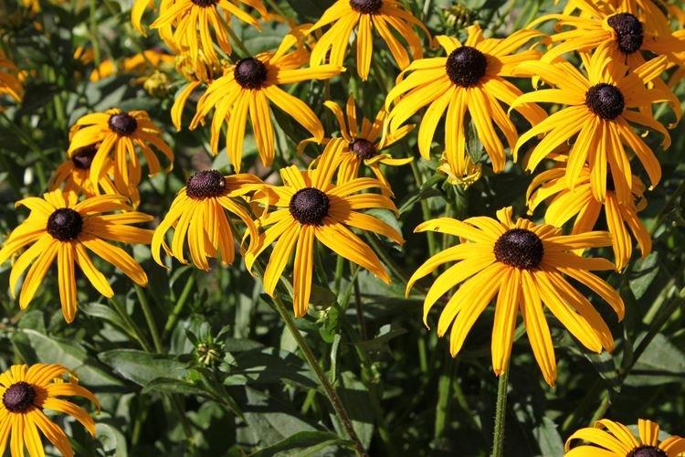 Všeobecné informácie - Rudbeckia Všeobecné informácie - Rudbeckia