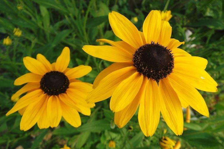 Obrovská rudbeckia - druhy a odrody Obrovská rudbeckia - druhy a odrody