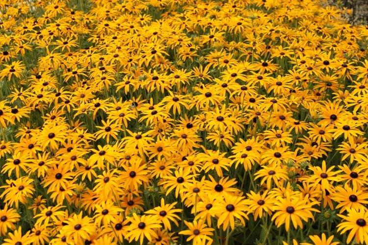 Rudbeckia brilliant - druhy a odrody Rudbeckia brilliant - druhy a odrody