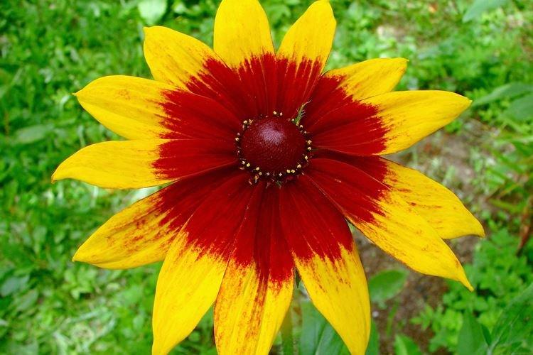 Rudbeckia bicolor - Druhy a odrody Rudbeckia bicolor - Druhy a odrody