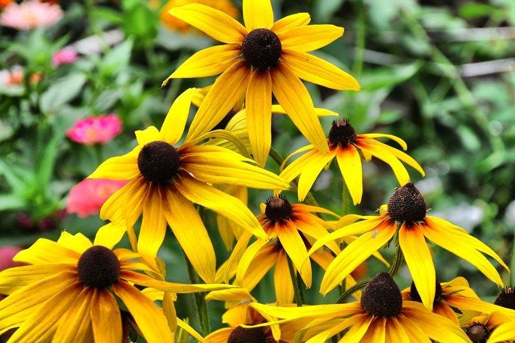 Rudbeckia lesklá - druhy a odrody Rudbeckia lesklá - druhy a odrody