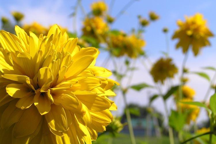Pitvaná Rudbeckia - druhy a odrody Pitvaná Rudbeckia - druhy a odrody
