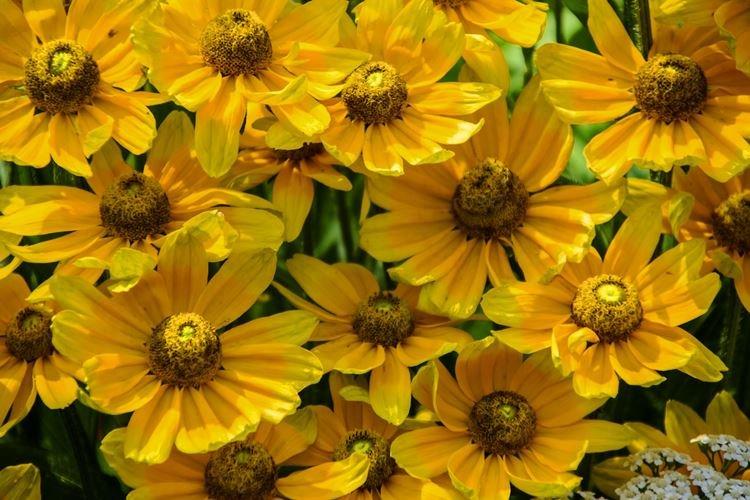 Obal Rudbeckia - druhy a odrody Obal Rudbeckia - druhy a odrody