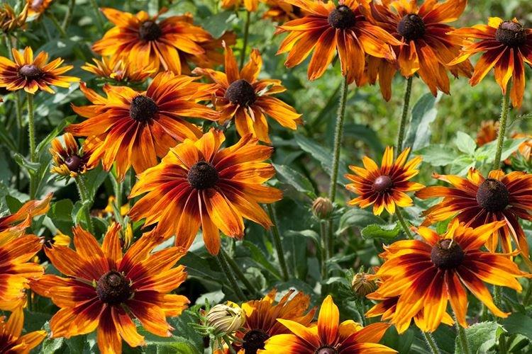 Krásna rudbeckia - druhy a odrody Krásna rudbeckia - druhy a odrody