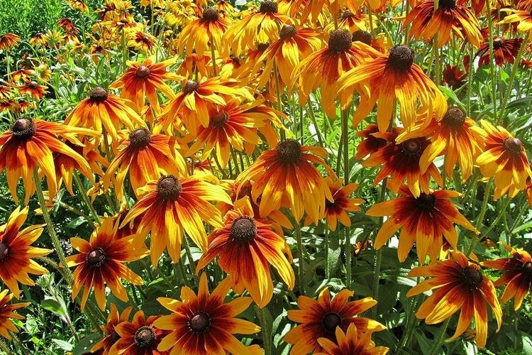 Teplota a osvetlenie - starostlivosť o Rudbeckia Teplota a osvetlenie - starostlivosť o Rudbeckia