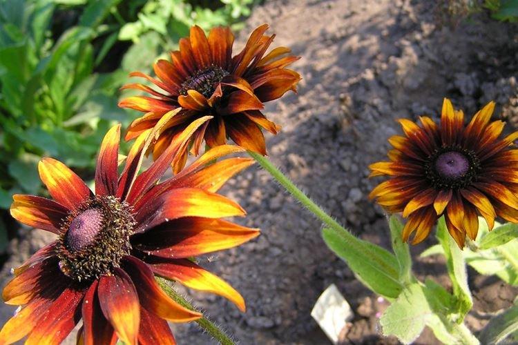 Polievanie - starostlivosť o Rudbeckia Polievanie - starostlivosť o Rudbeckia