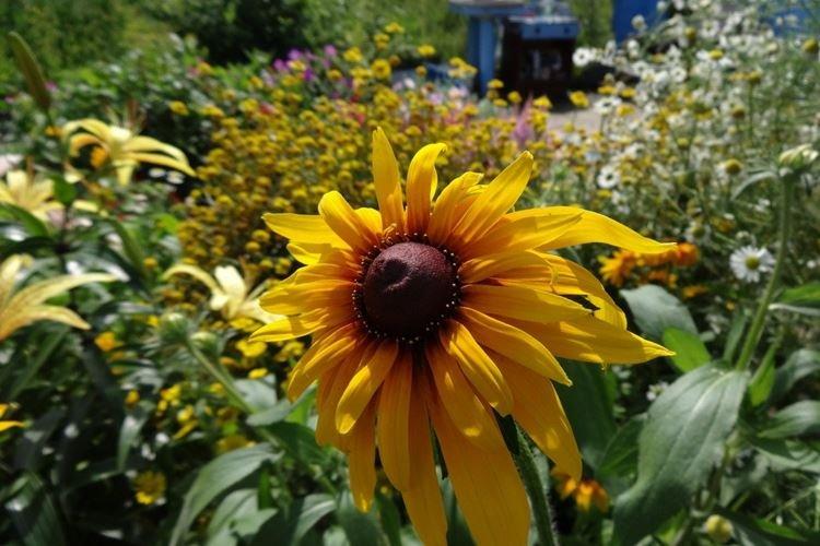 Pôda - starostlivosť o Rudbeckia Pôda - starostlivosť o Rudbeckia