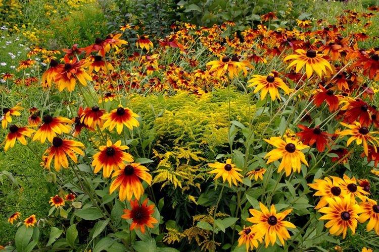 Transplantácia a reprodukcia - starostlivosť o Rudbeckia Transplantácia a reprodukcia - starostlivosť o Rudbeckia
