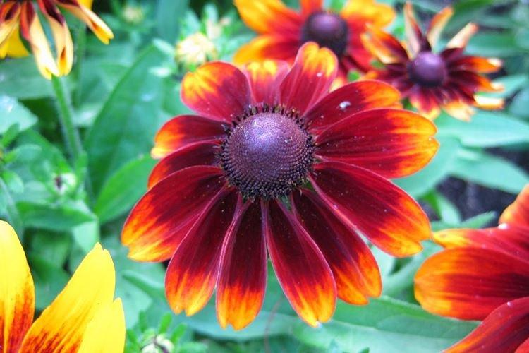 Prerezávanie - starostlivosť o Rudbeckia Prerezávanie - starostlivosť o Rudbeckia
