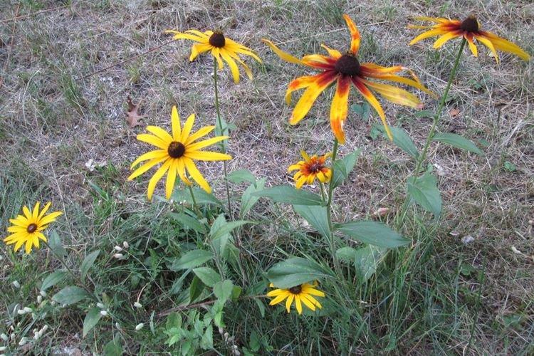Kontrola škodcov a chorôb - Rudbeckia Kontrola škodcov a chorôb - Rudbeckia