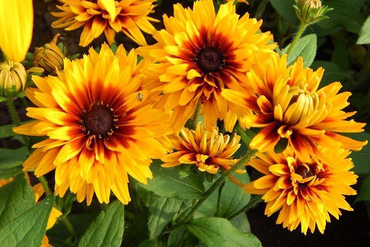 Rudbeckia - foto Rudbeckia - foto