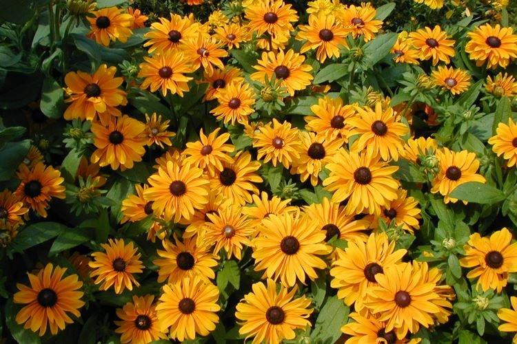 Rudbeckia - foto Rudbeckia - foto