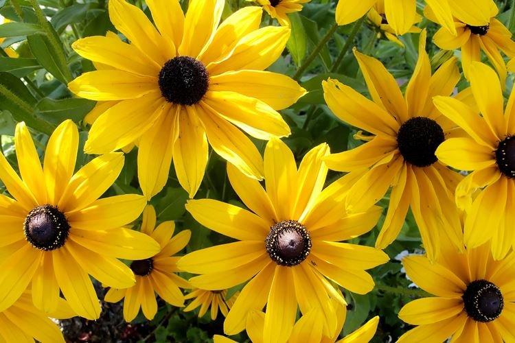 Rudbeckia - foto Rudbeckia - foto