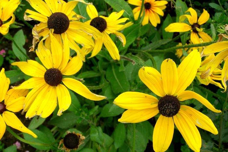 Rudbeckia - foto Rudbeckia - foto