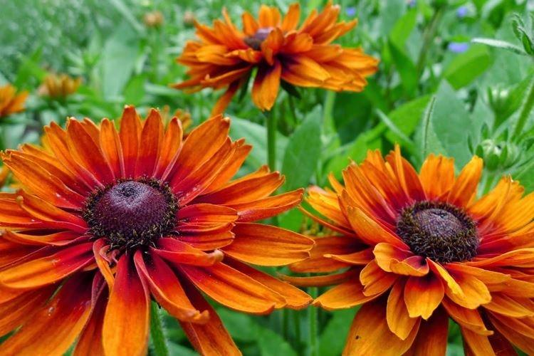 Rudbeckia - foto Rudbeckia - foto