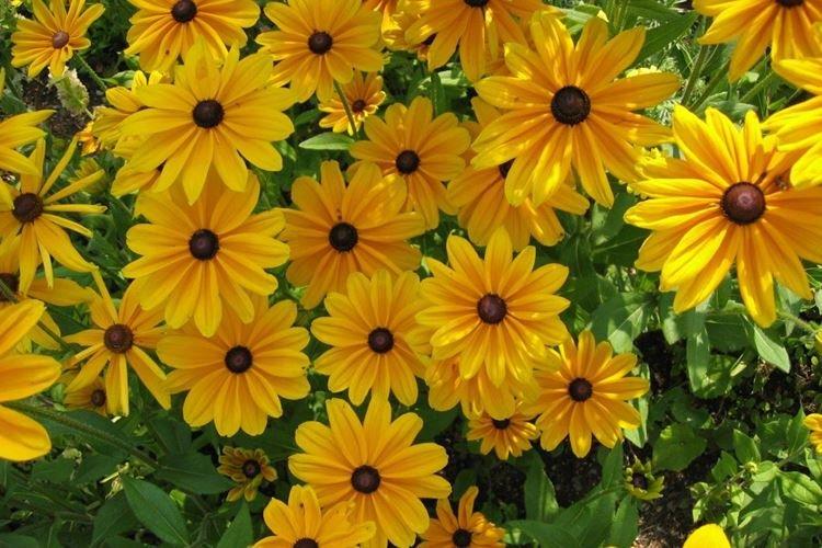 Rudbeckia - foto Rudbeckia - foto