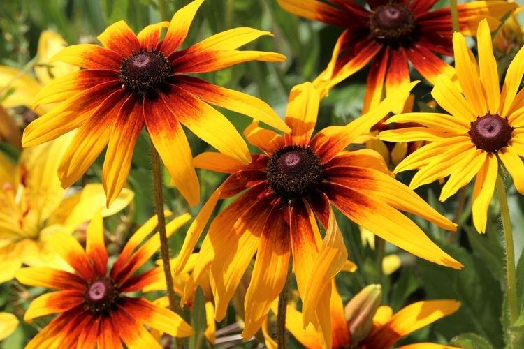 Rudbeckia - foto Rudbeckia - foto