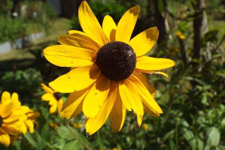 Rudbeckia - foto Rudbeckia - foto