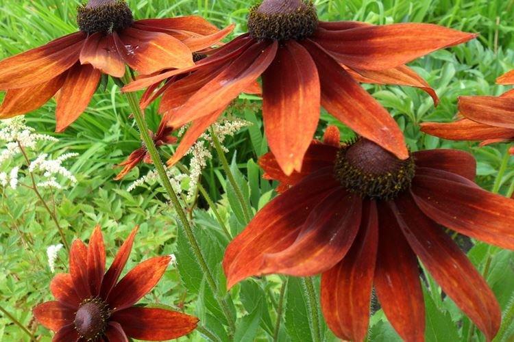 Rudbeckia - foto Rudbeckia - foto