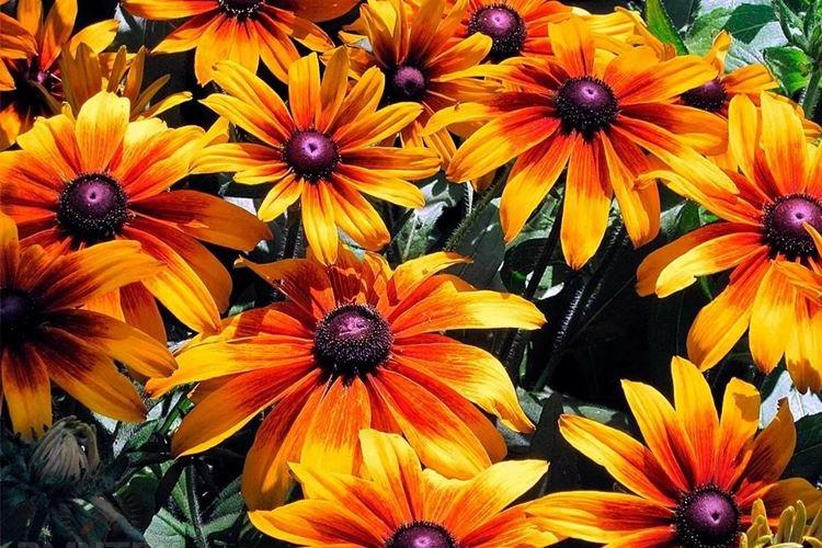 Rudbeckia - foto Rudbeckia - foto