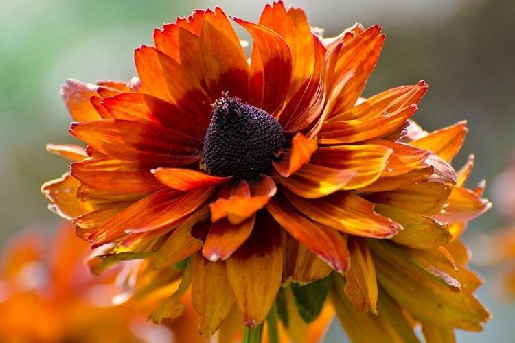Rudbeckia - foto Rudbeckia - foto