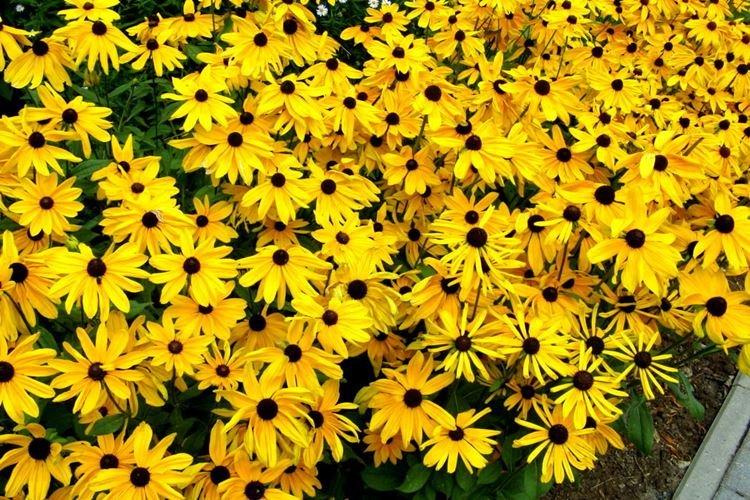Rudbeckia - foto Rudbeckia - foto