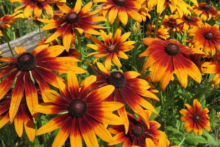 Rudbeckia - foto Rudbeckia - foto