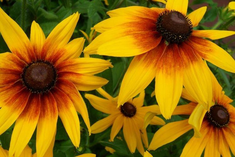 Rudbeckia - foto Rudbeckia - foto