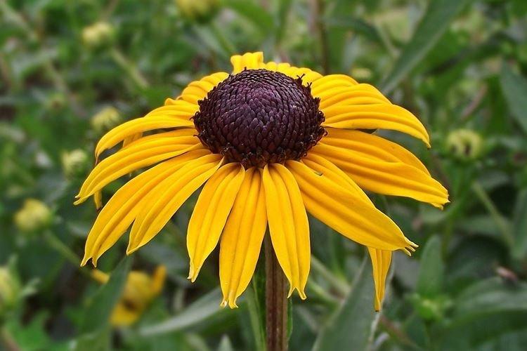 Rudbeckia - foto Rudbeckia - foto