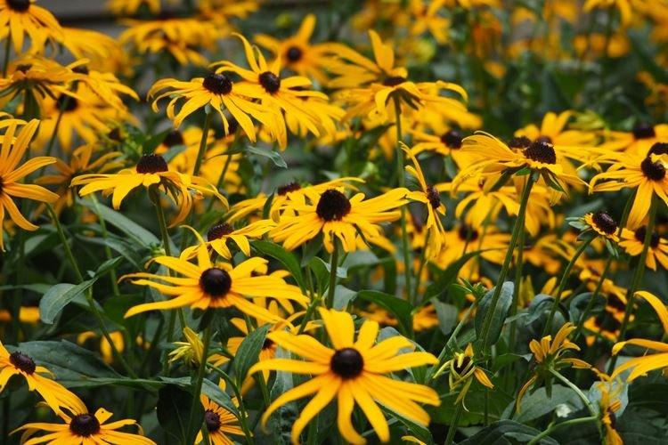 Rudbeckia - foto Rudbeckia - foto