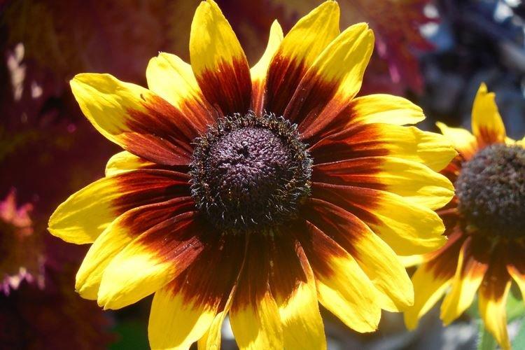 Rudbeckia - foto Rudbeckia - foto