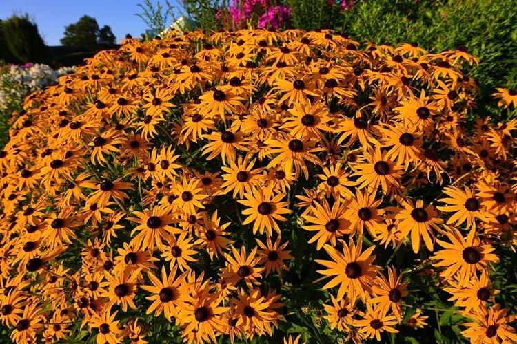 Rudbeckia - foto Rudbeckia - foto