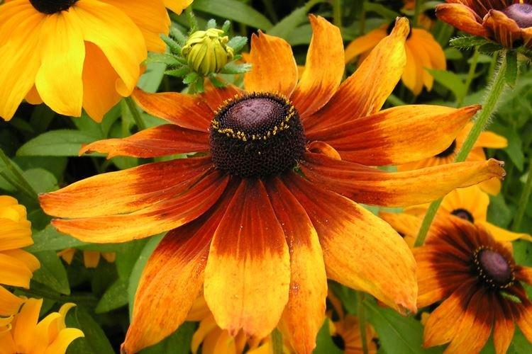 Rudbeckia - foto Rudbeckia - foto