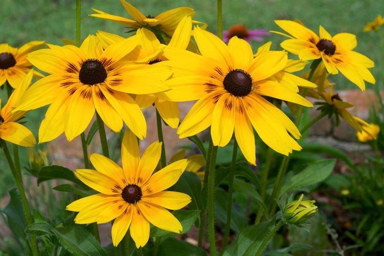 Rudbeckia - foto Rudbeckia - foto