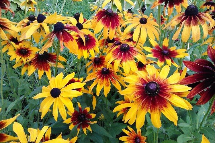 Rudbeckia - foto Rudbeckia - foto