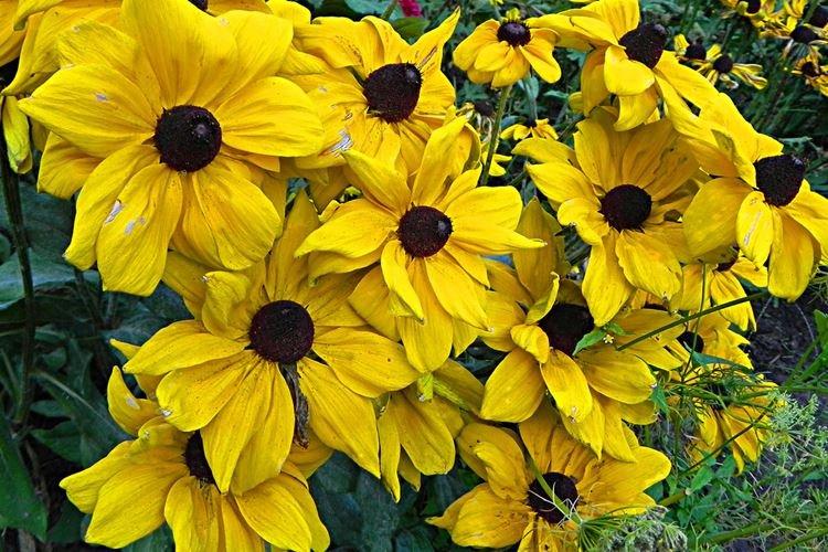 Rudbeckia - foto Rudbeckia - foto