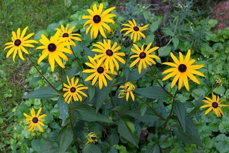 Rudbeckia - foto Rudbeckia - foto