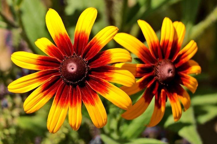 Rudbeckia - foto Rudbeckia - foto