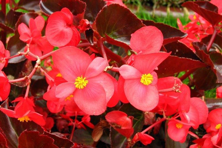 Begonia - záhradné kvety, ktoré kvitnú celé leto Begonia - záhradné kvety, ktoré kvitnú celé leto