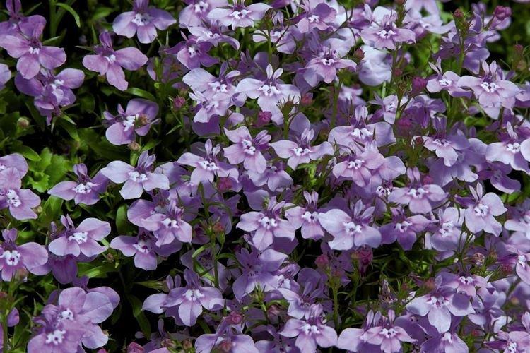 Lobelia - záhradné kvety, ktoré kvitnú celé leto Lobelia - záhradné kvety, ktoré kvitnú celé leto