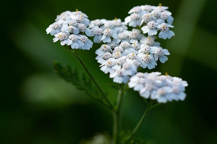 Yarrow - záhradné kvety, ktoré kvitnú celé leto Yarrow - záhradné kvety, ktoré kvitnú celé leto