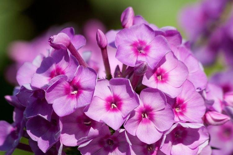 Phlox - záhradné kvety, ktoré kvitnú celé leto Phlox - záhradné kvety, ktoré kvitnú celé leto