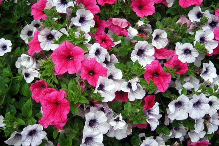 Petunia - záhradné kvety, ktoré kvitnú celé leto Petunia - záhradné kvety, ktoré kvitnú celé leto