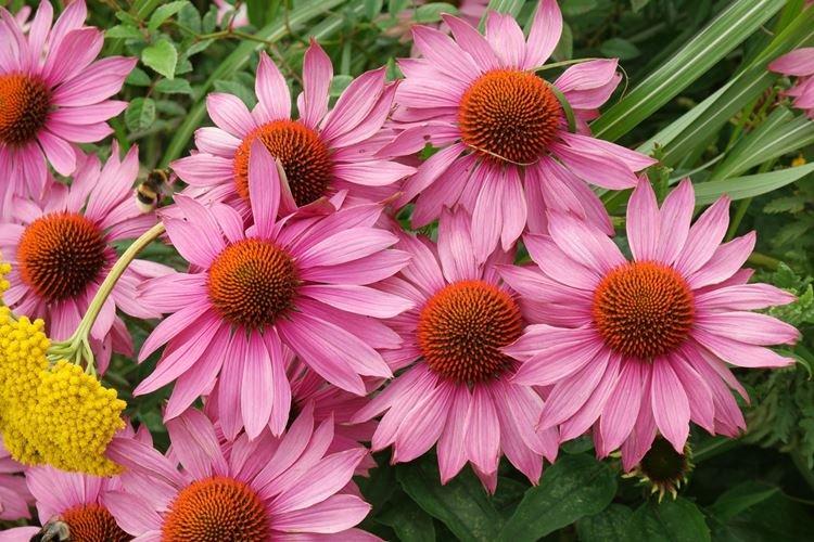 Echinacea - záhradné kvety, ktoré kvitnú celé leto Echinacea - záhradné kvety, ktoré kvitnú celé leto