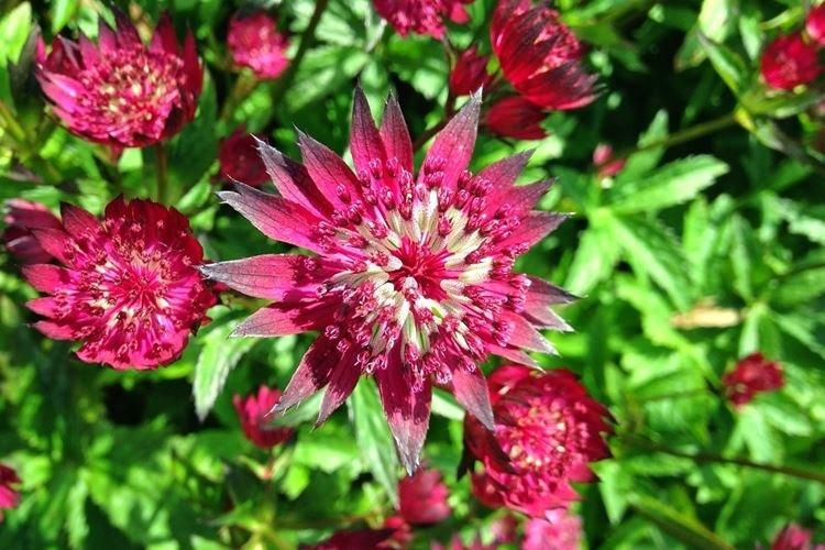 Astrantia - záhradné kvety, ktoré kvitnú celé leto Astrantia - záhradné kvety, ktoré kvitnú celé leto